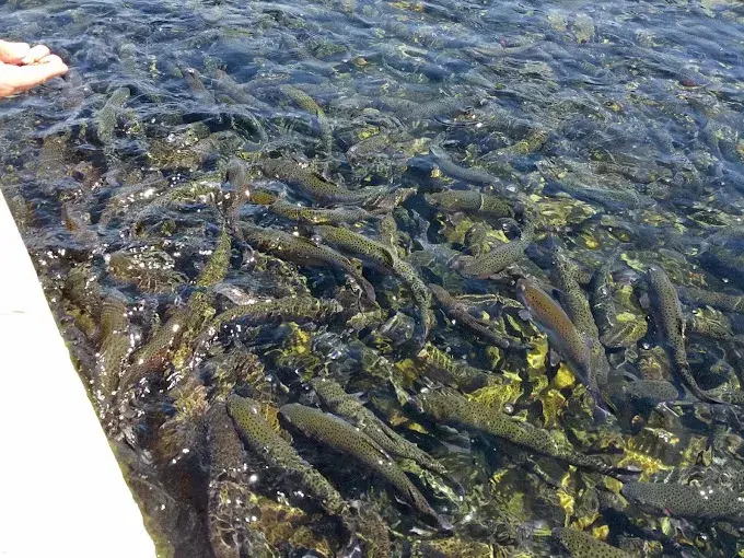 Fish farm