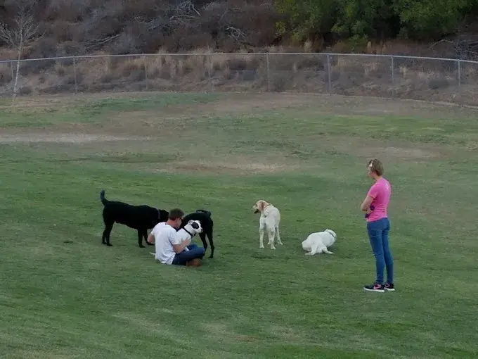 Dog park,Tourist attraction