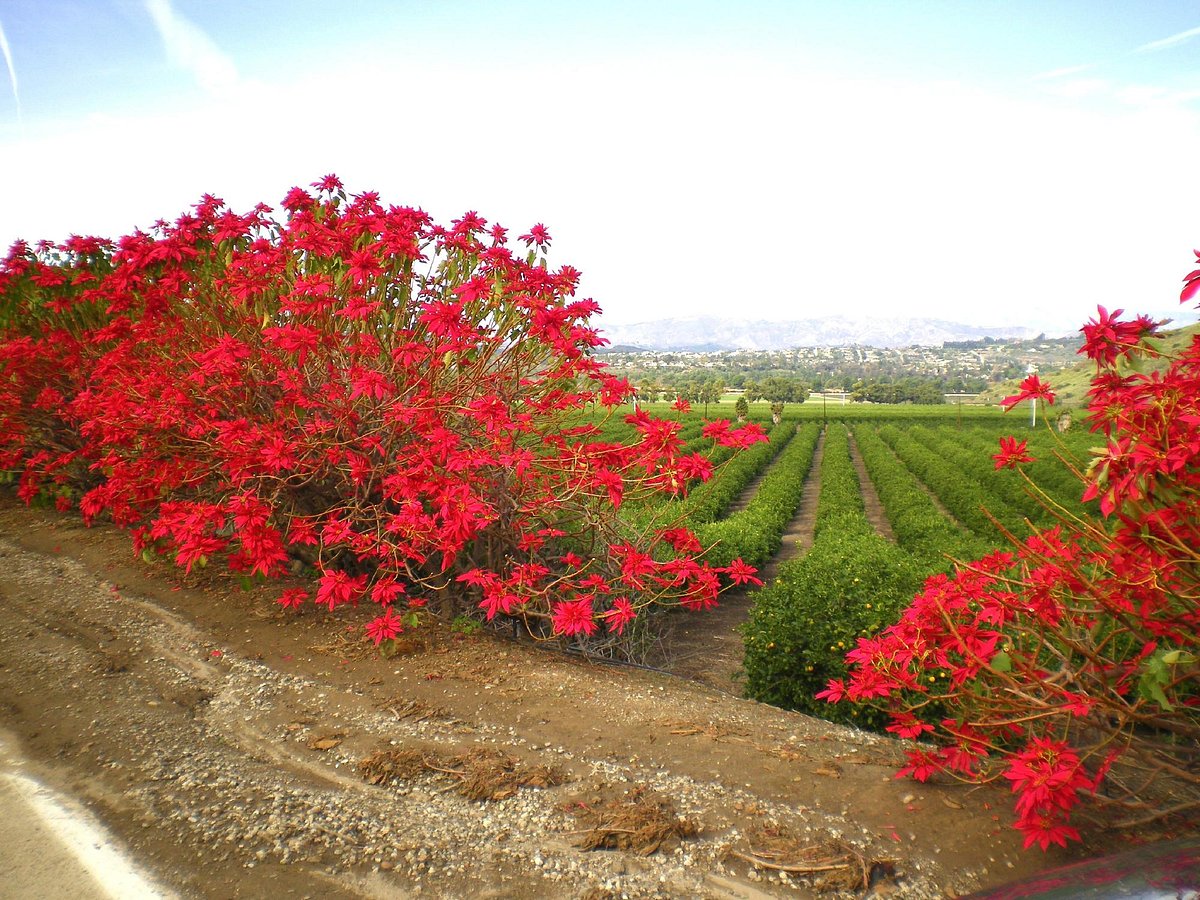 Camarillo, CA